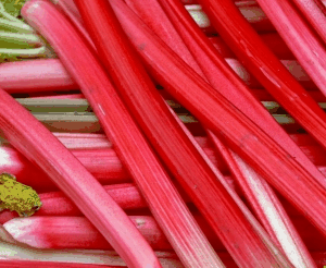 rhubarbe
