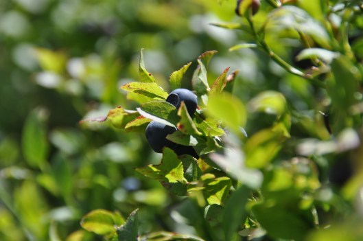 Baies de Myrtilles