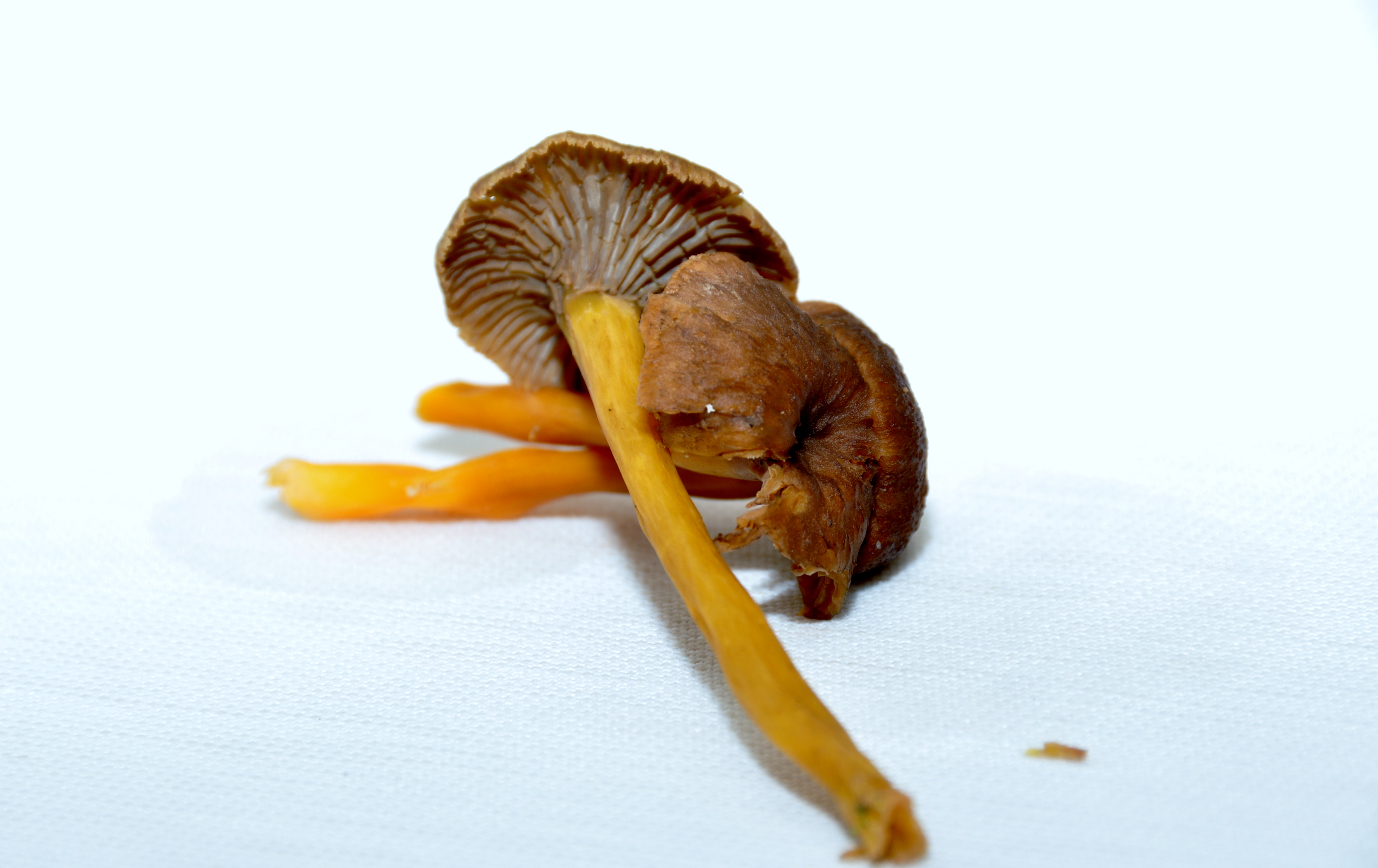 Déjà des Chanterelles d’Automne!! Stéphane Décotterd