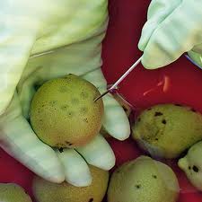 Percer les noix à l'aide d'un aiguille