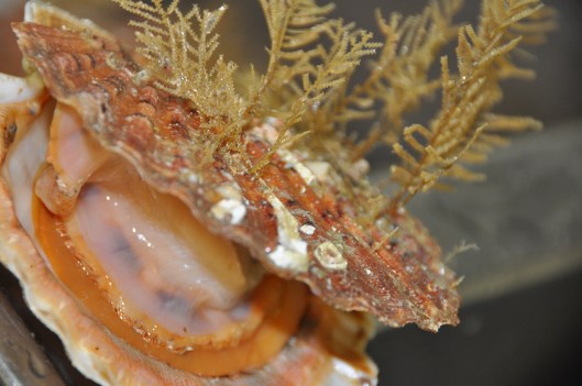 Une magnifique coquille Saint-Jacques