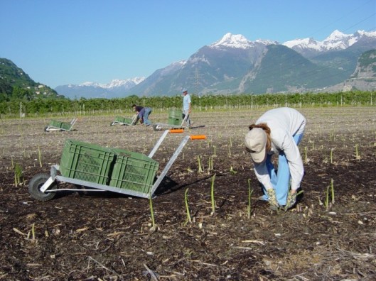 Photo Valais-terroir ©CVA
