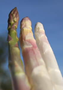 asperges-verte-violette-blanche