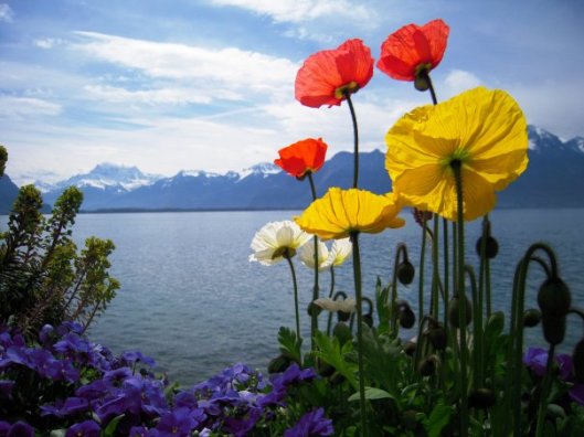 printemps_au_lac_leman ©HAKKI ARICAN