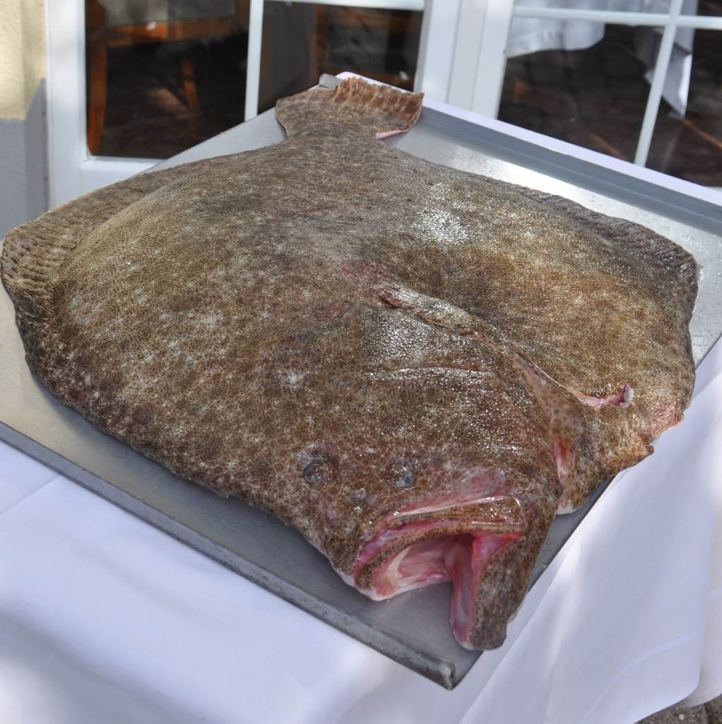 Un turbot Sauvage Bqm de plus de 11kg!