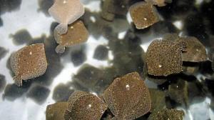 le-turboélevage de turbots....