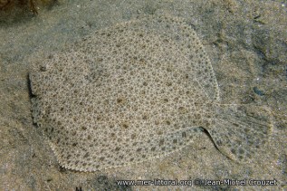 psetta-maxima-jmc167-600x400