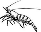 crevette