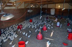 Les premières semaines des poussins à la