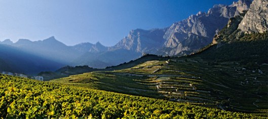 vineyards_of_valais_666_296