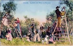 Cueillettes des olives