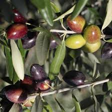 olives noires ou vertes