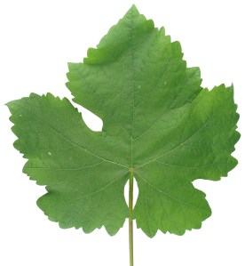 feuille de vigne