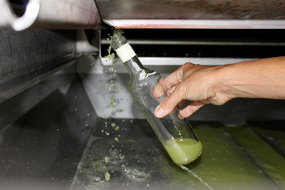 Verjus fraîchement pressé