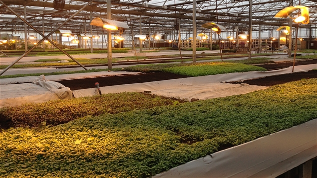 les serre, jardiniers du Chef