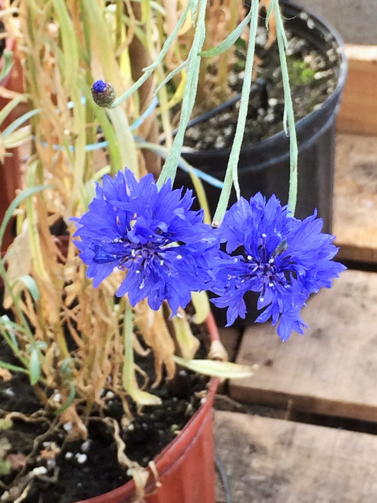 Des fleurs de centaurées