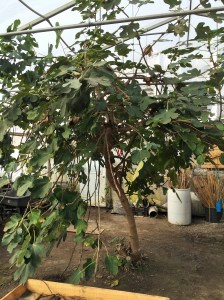 Un figuier au milieu des serres!