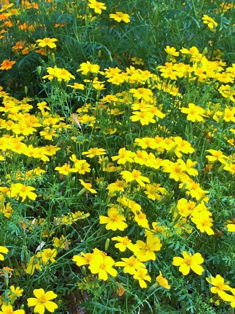 L'hiver Québécois?