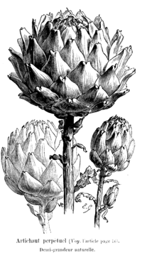 200px-Artichaut_perpétuel_Vilmorin-Andrieux_1904