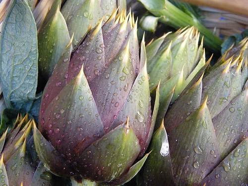 artichaut_epineux2-Copier1