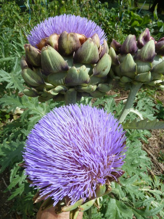 Fleurs artichauts (Photo,passionpotager.canalblog.com)