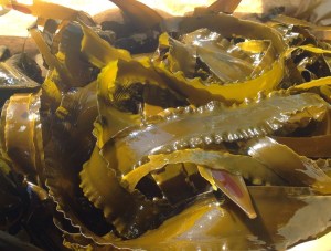 Algue Kombu fraîche