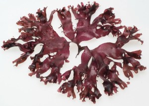 Dulse fraîche