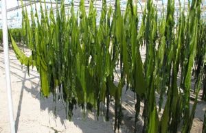 séchage d'algues Wakame en (Photo Robbie Swinnerton)