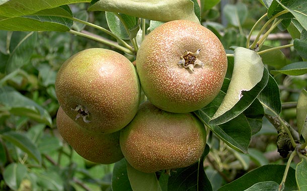 Grappe poire à botzi