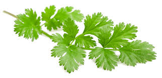 coriandre