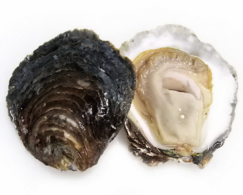 15-Oyster-Belon