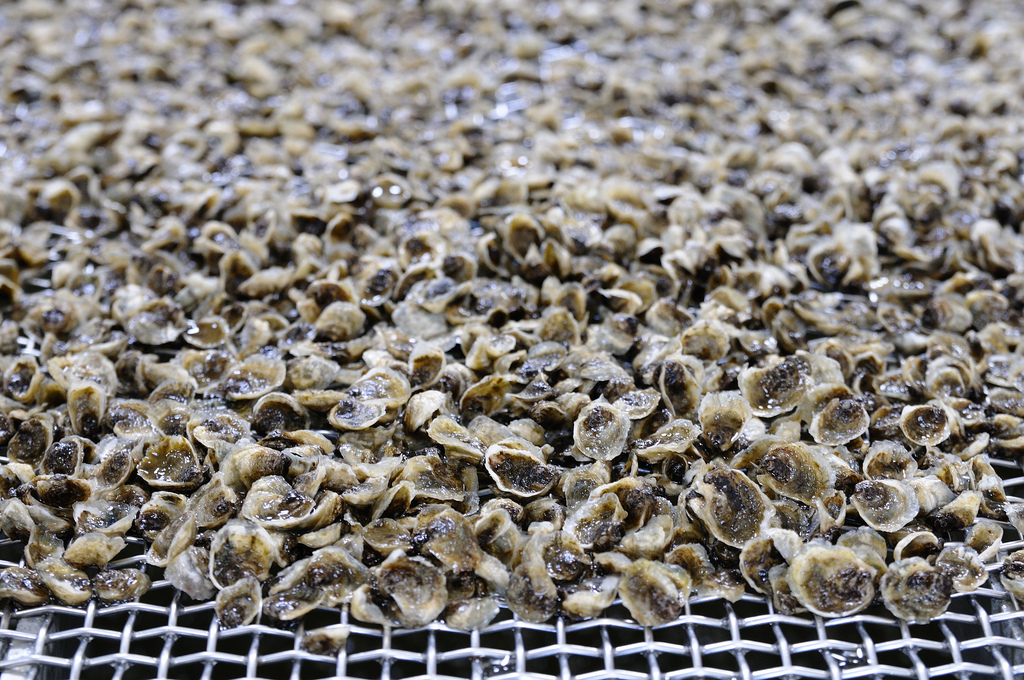 Naissains d'huîtres