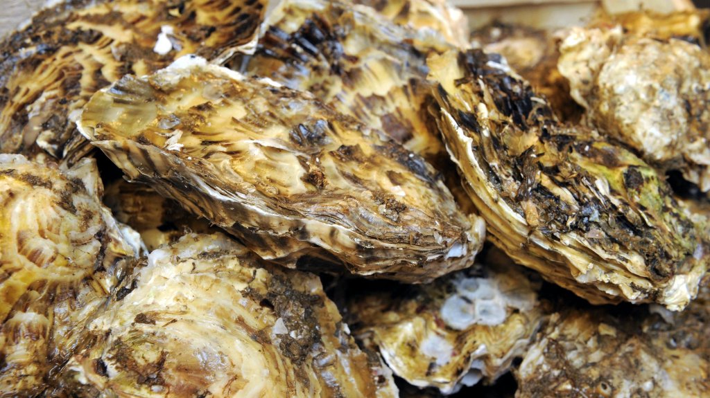 Huître portugaise