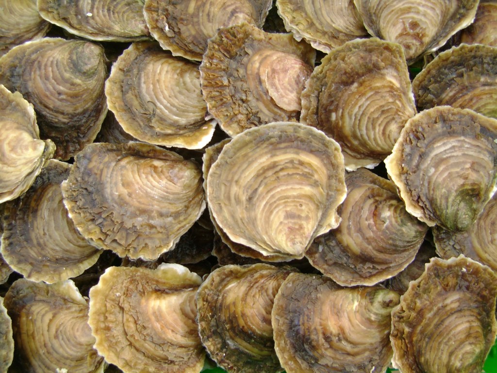 Huîtres_plates