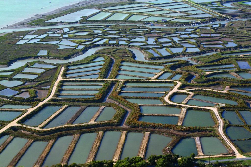les-claires-de-marennes-oleron