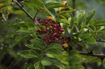 Zanthoxylum_piperitum